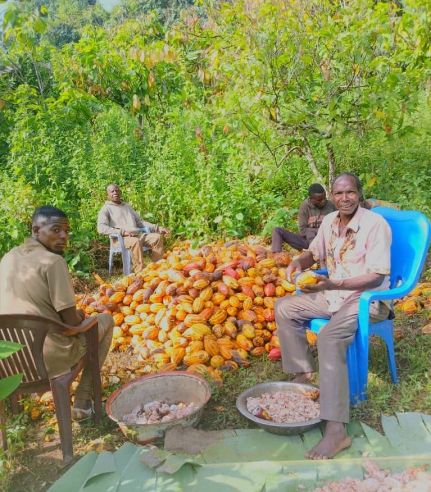 production cacao
